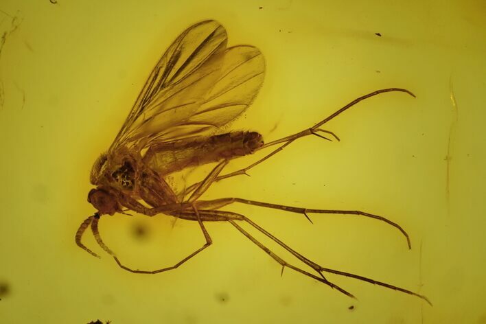 Detailed Fossil Fly (Diptera) In Baltic Amber #128276